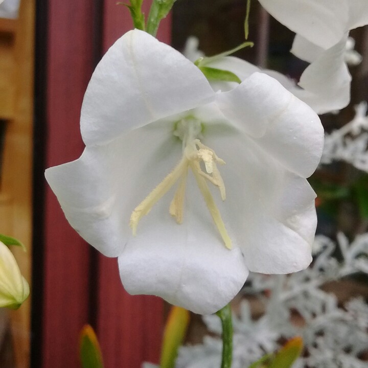 Plant image Campanula persicifolia f. alba