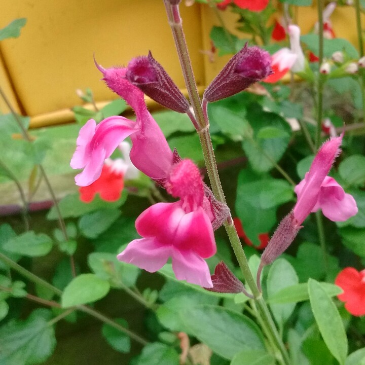 Plant image Salvia gregii 'Icing Sugar'