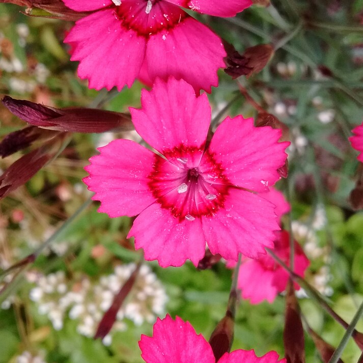 Plant image Dianthus deltoides 'Confetti Carmine Cherry Red'