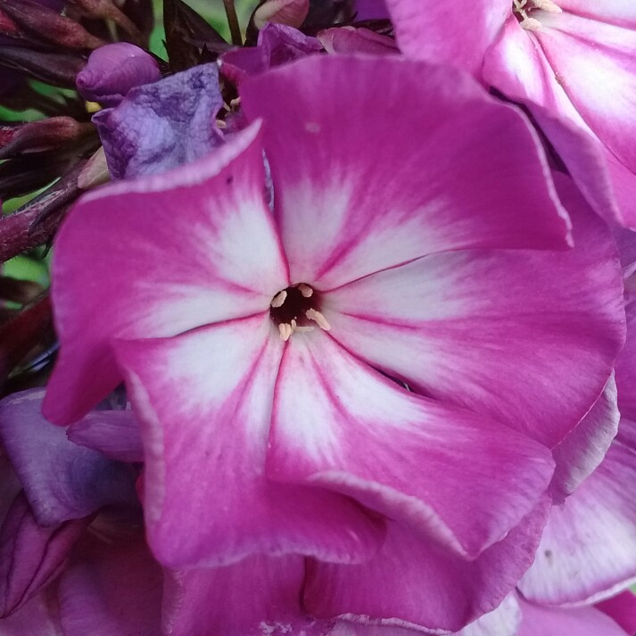 Plant image Phlox paniculata 'Laura'