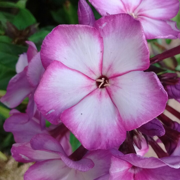 Plant image Phlox paniculata 'Laura'