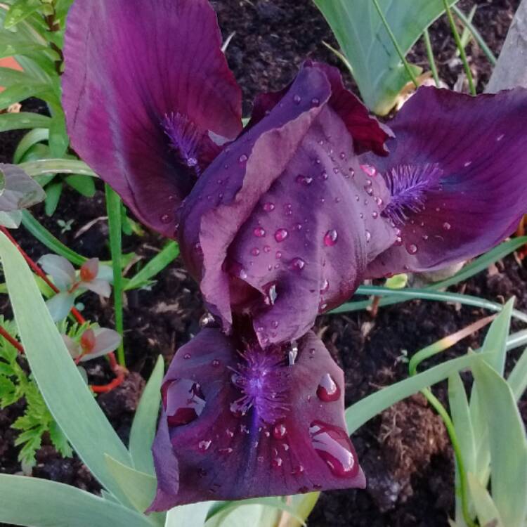 Plant image Iris x germanica 'Cherry Garden'