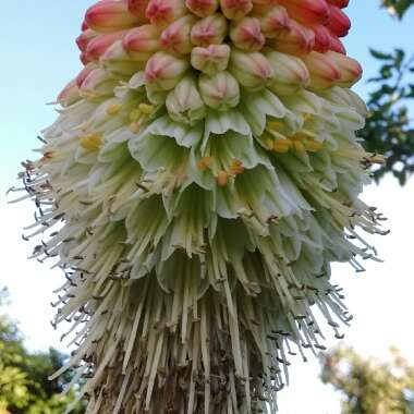 Kniphofia 'Nobilis' syn. Kniphofia uvaria 'Nobilis', Kniphofia uvaria var. nobilis