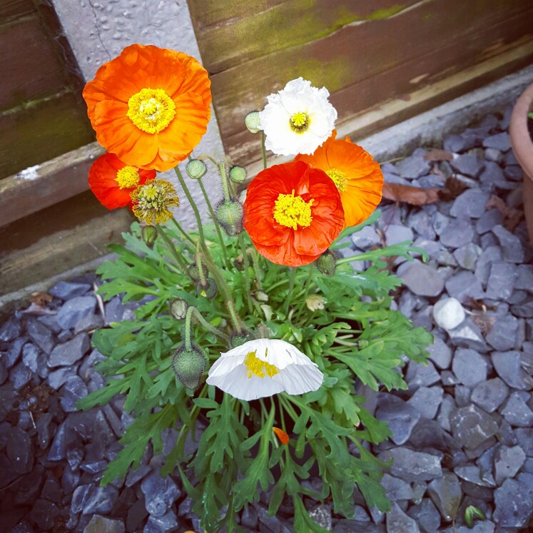 Plant image Papaver nudicaule 'Gartenzwerg Group' syn. Papaver nudicaule 'Garden Gnome Group'