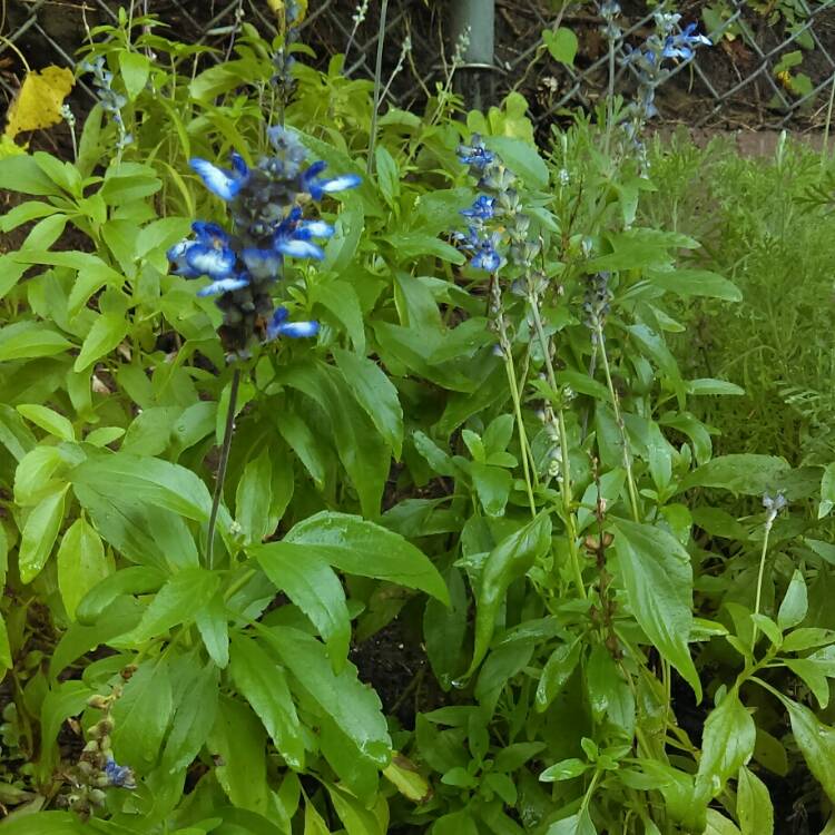 Plant image Salvia x sylvestris 'Blaukonigin' syn. Salvia 'Blue Queen'