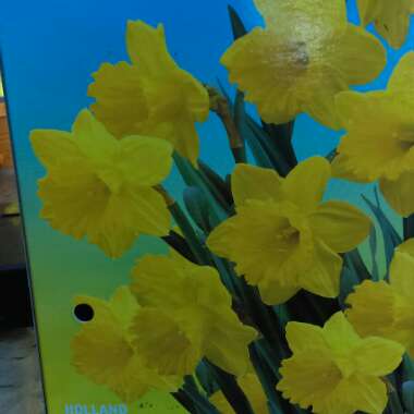 Daffodil