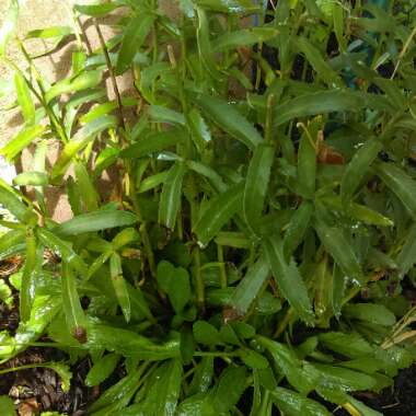 Shasta Daisy