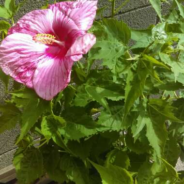 Rose Mallow