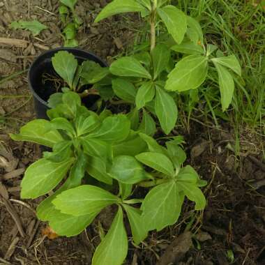 Japanese pachysandra