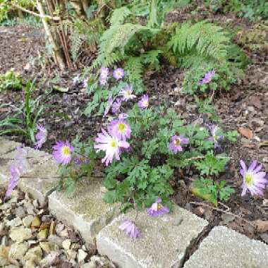 wood anemone 'Robinsoniana'