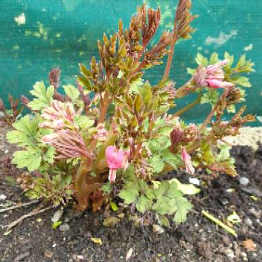 Common Bleeding Heart