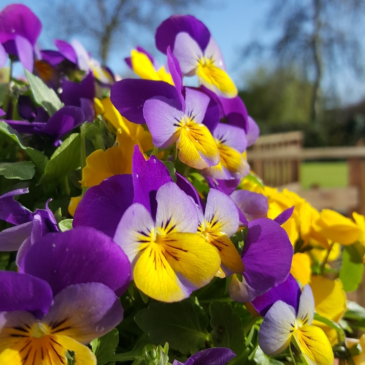 Plant image Viola cornuta 'Celestial™ Northern Lights'