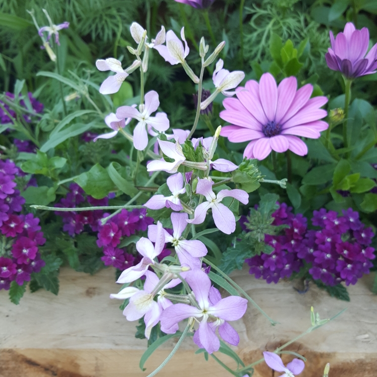 Plant image Matthiola Bicornis