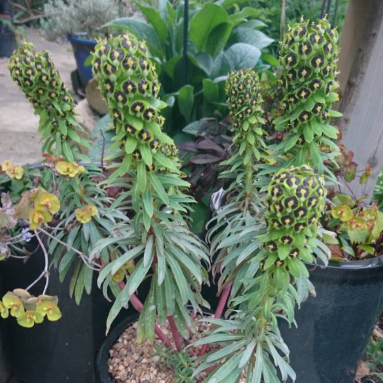 Plant image Euphorbia characias 'Black Pearl'