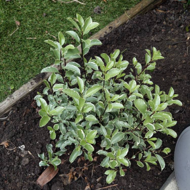 Plant image Pittosporum tenuifolium 'Silver Queen'