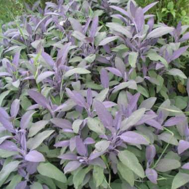 Salvia officinalis 'Purpurascens'