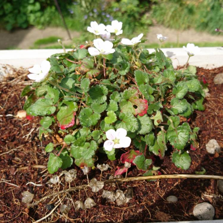 Plant image Erodium reichardii 'Album'