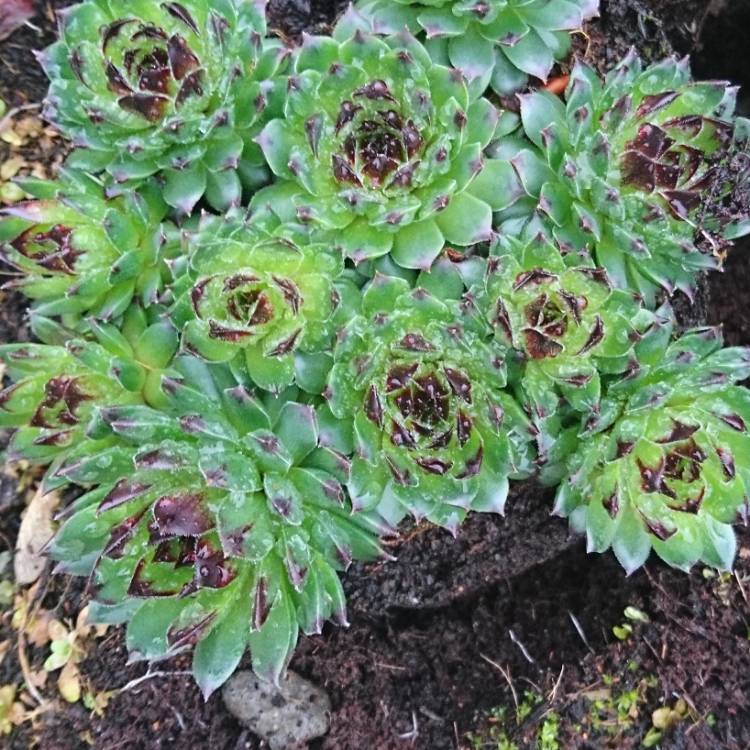 Plant image Sempervivum Tectorum Greenii