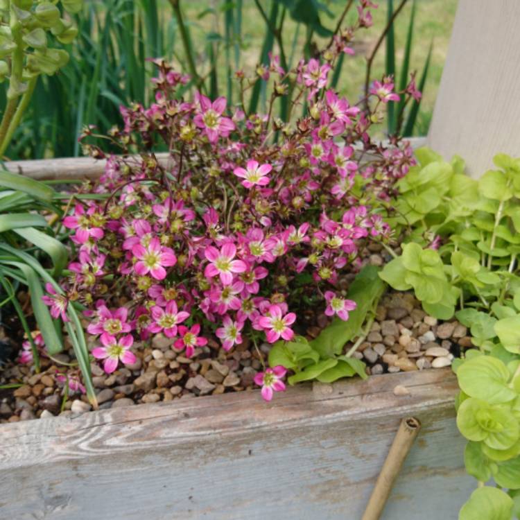 Plant image Saxifraga x arendsii 'Pixi Pan Red'