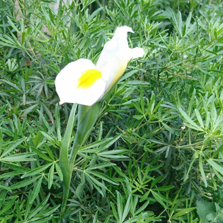 Plant image Iris x hollandica 'White Excelsior'