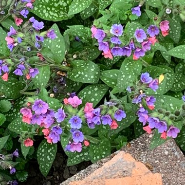 Pulmonaria officinalis