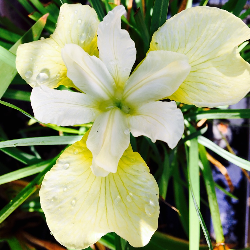 Plant image Iris sibirica 'Butter and Sugar'