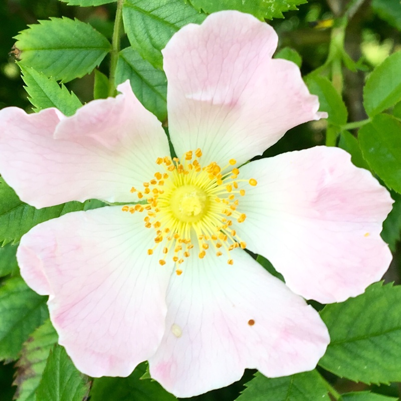 Plant image Rosa canina