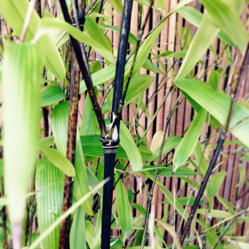 Plant image Phyllostachys nigra