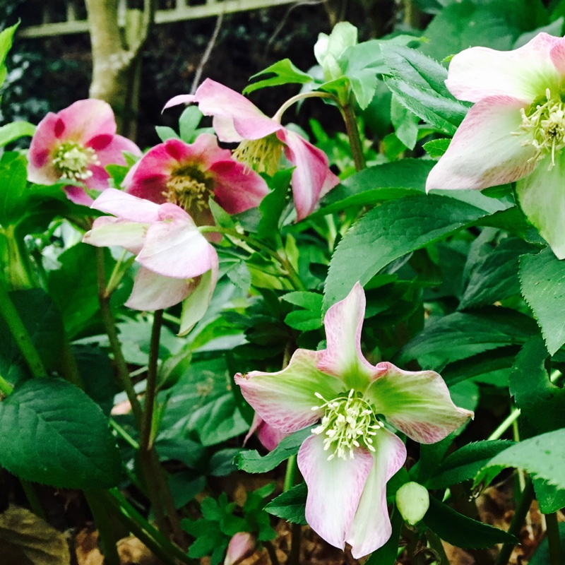 Plant image Helleborus niger 'White Magic'