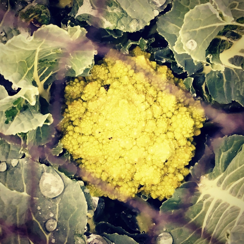 Plant image Brassica oleracea (Botrytis Group) 'Romanesco'