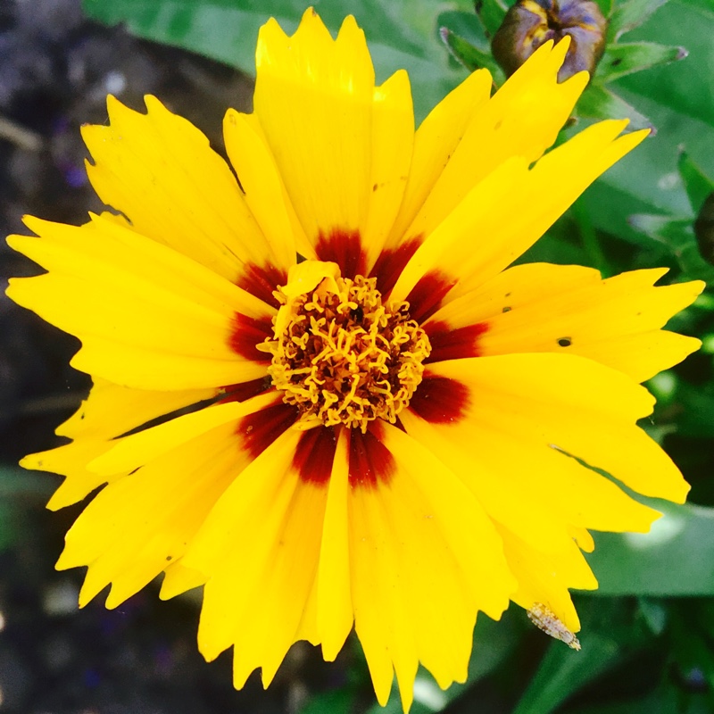 Plant image Coreopsis grandiflora 'Golden Joy'