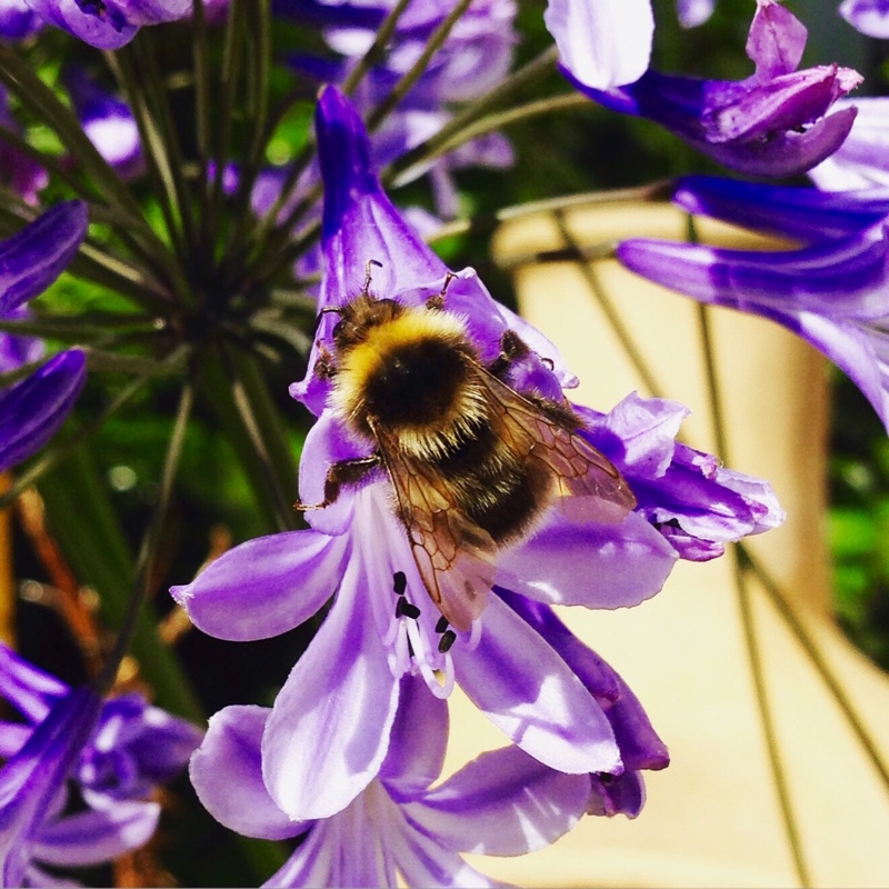 Agapanthus