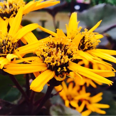 Ligularia dentata 'Britt Marie Crawford'