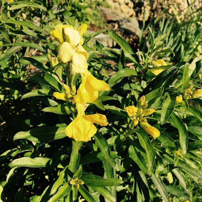 Plant image Erysimum cheiri