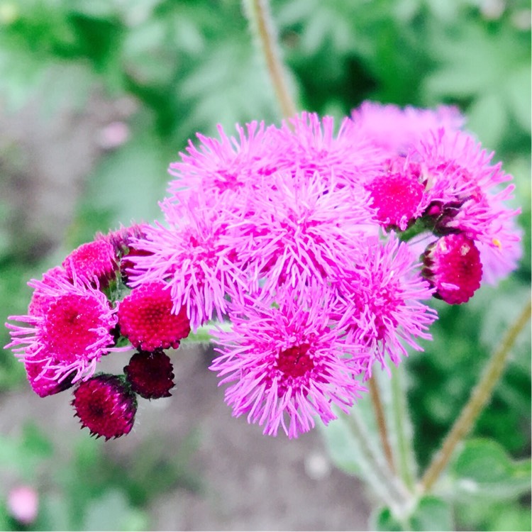 Plant image Ageratum houstonianum 'Timeless Mix'