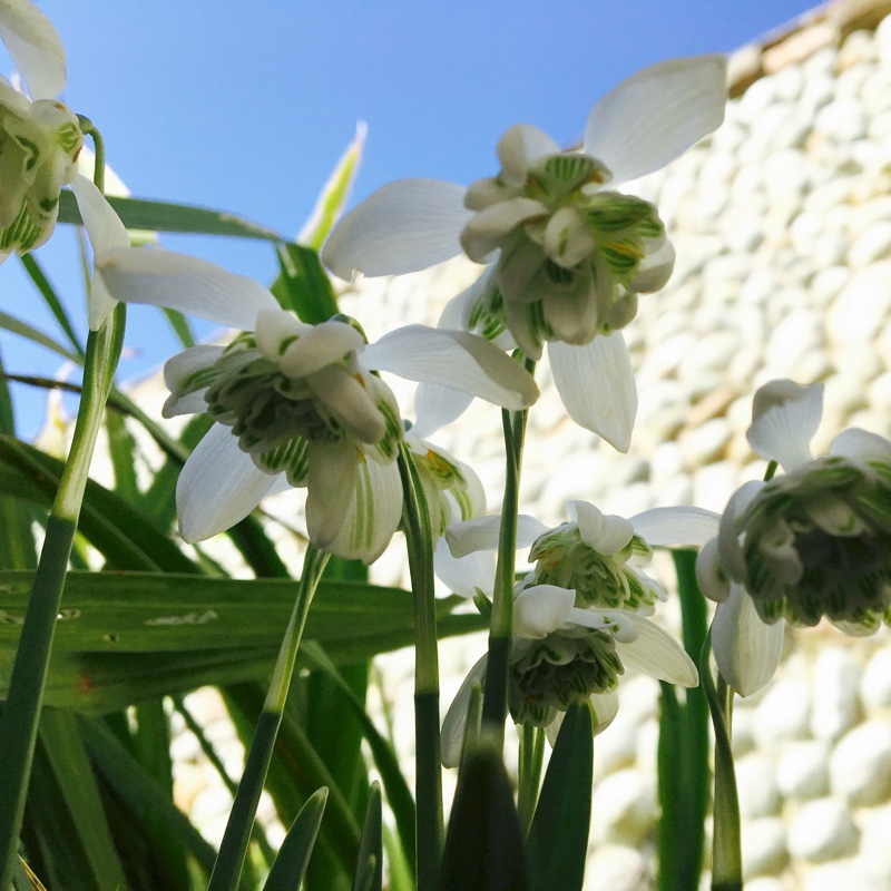 Plant image Galanthus nivalis f. pleniflorus 'Flore Pleno'