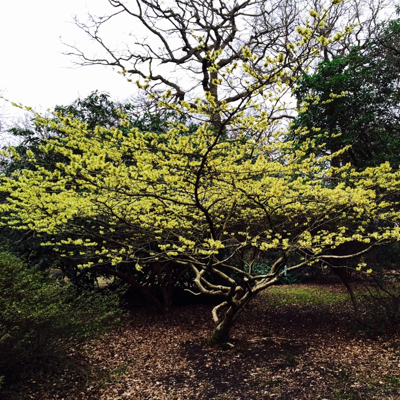 Hamamelis mollis