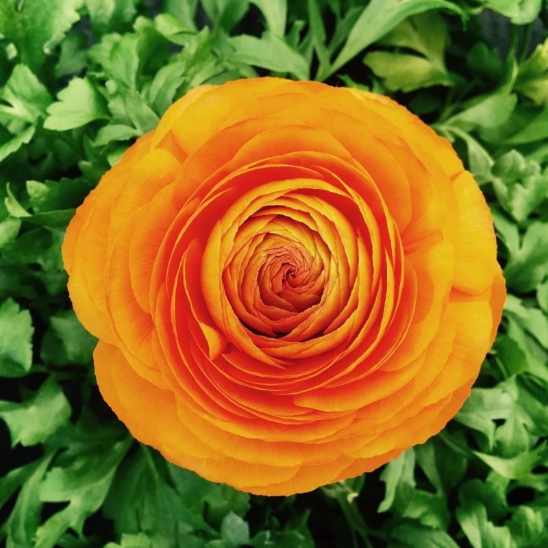 Plant image Ranunculus asiaticus 'Bloomingdale Mix' (Bloomingdale Series)