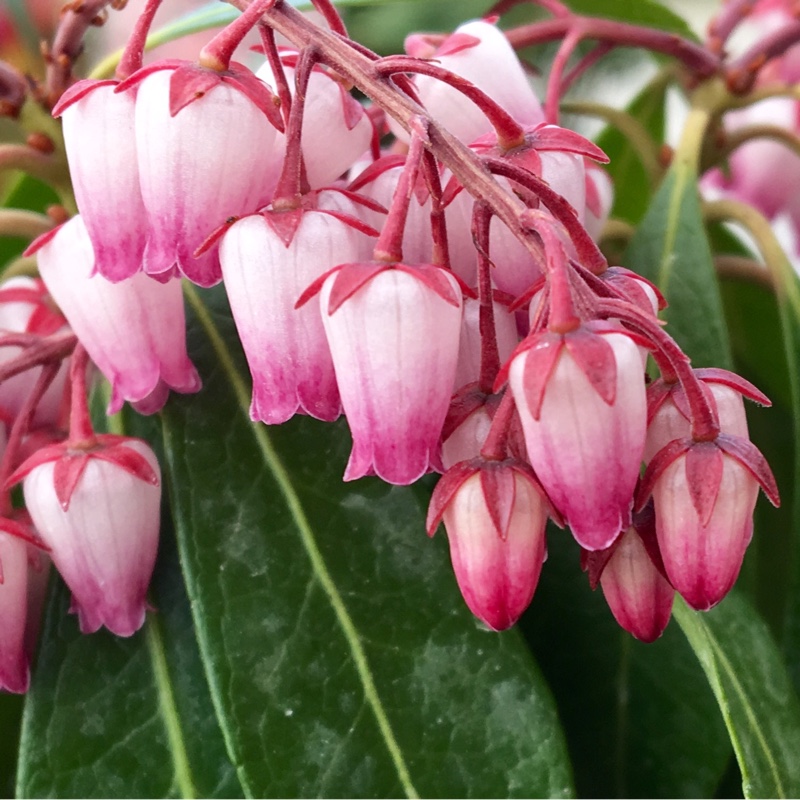 Plant image Pieris japonica 'Katsura'