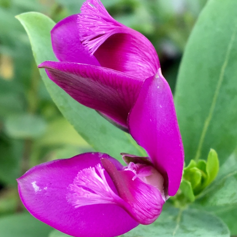 Polygala myrtifolia