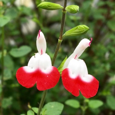 Salvia 'Hot Lips' syn. Salvia x jamensis 'Hot Lips', Salvia microphylla 'Hot Lips'