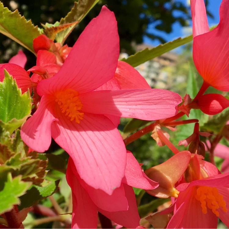 Plant image Begonia 'Million Kisses Embrace' (Million Kisses Series)