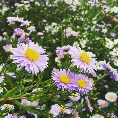 Aster novi-belgii 'Eventide'