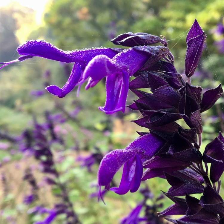 Plant image Salvia x superba 'Merleau Blue' syn. Salvia nemorosa 'Merleau Blue'