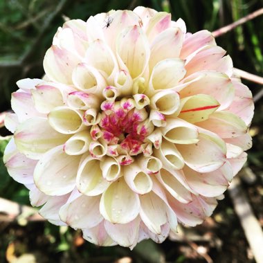 Dahlia 'Wine-eyed Jill'