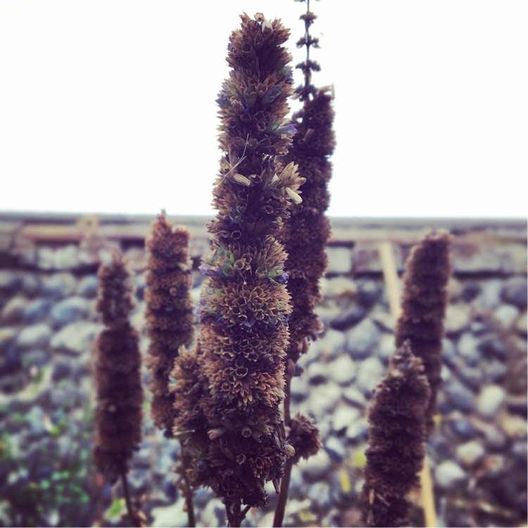 Plant image Agastache 'Black Adder'