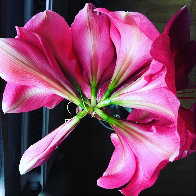 Hippeastrum 'Candy Floss'