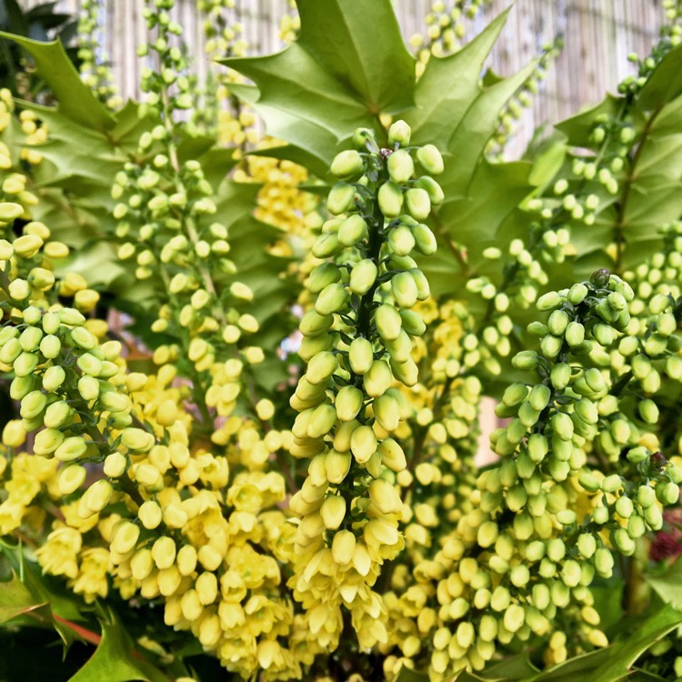 Plant image Mahonia japonica 'Bealei'