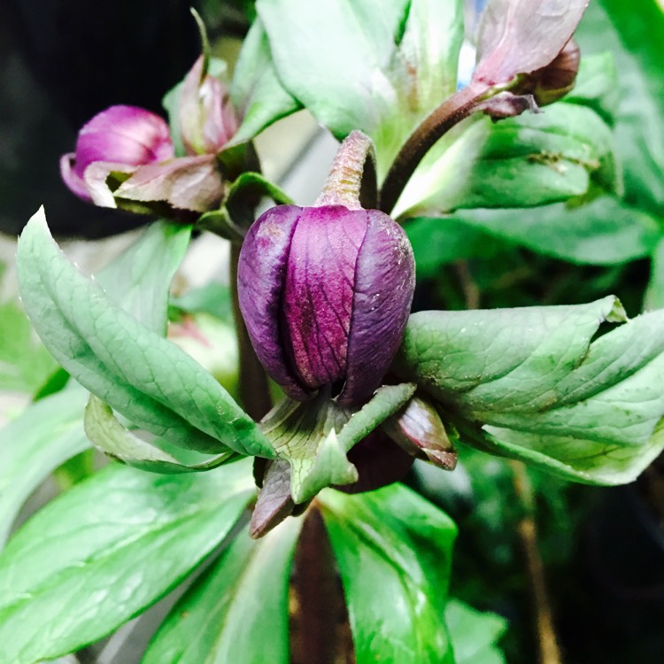 Plant image Helleborus x hybridus 'Harvington Double Chocolate'