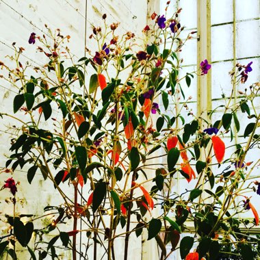 Tibouchina urvilleana